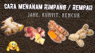 Cara Menanam Rimpang / Rempah (Kunyit, Jahe, Kencur)