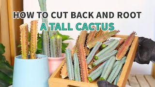 How to cut back and root a tall cactus #cactus #cacti #propagation