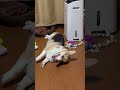 1歳になり不平不満が多くなりました😂 コーギー dog corgi