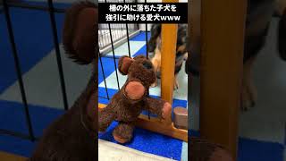 柵の外に落ちた子犬を強引に救出する愛犬ｗｗｗ【ミニチュアダックスフンド/シルバーダップル】