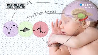 수면 중 뇌파를 조절하면 기억력이 2배 향상된다? / YTN 사이언스