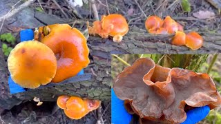 เก็บเห็ดหูหนู, หูช้าง, เห็ดอีโนกิ สวยๆ Wood ear mushroom, Velvet Shank อังกฤษ, UK 🇬🇧