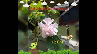 Pathi Mandaram (Hibiscus Mutabilis) Time Lapse