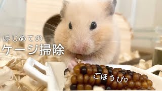 臆病なハムスターをお迎えしてはじめての大掃除！まだ慣れてないキンクマの赤ちゃん！【ケージ掃除】