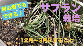 【サフランの育て方：その３】12月〜3月にすることは植え替えと肥料です