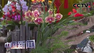 [中国新闻] 小年将至 年味渐浓 北京：2020年迎春年宵花开市 | CCTV中文国际