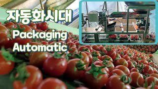 농부의 일손을 돕는다. 포장 자동화 부여 방울토마토농장 수확 선별 포장. asmr Korean farm. the sound of a farm