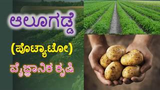 ಆಲೂಗಡ್ಡೆ (Potato) ವೈಜ್ಞಾನಿಕ ಕೃಷಿ