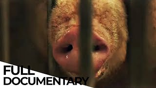 The Carnivore's Dilemma: Is It Ethical to Eat MEAT from Industrial Farms? | ENDEVR Documentary