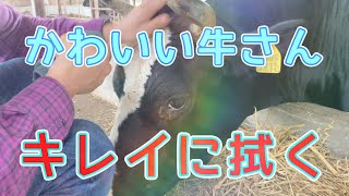 ホルスタイン牛のいちごちゃんをキレイにしてみました。　福島県双葉郡浪江町にある【希望の牧場】　＃希望の牧場　＃被ばく牛　 #ホルスタイン牛