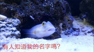 【生態觀察】看垃圾魚吃飯，有點像月底沒錢吃飯的你(妳)，土已經不是唯一選擇