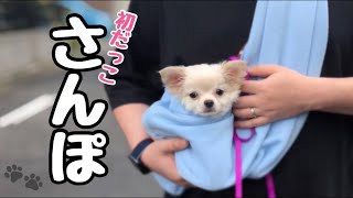 【初体験】生後2ヶ月過ぎのチワワの散歩／#chihuahua #チワワ #子犬 #dog #子犬のいる生活 #puppy #チワ散歩