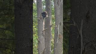 Porcupine Climbing A Tree