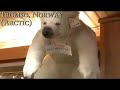 polarmuseet tromso norwway　北極圏博物館　（ノルウェー・トロムソ）