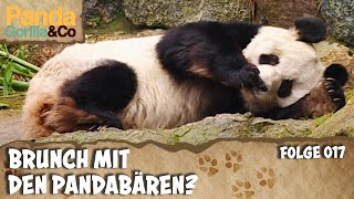 Pandabären und ihr gemütliches Leben im Zoo | Panda, Gorilla & Co.