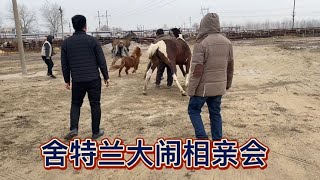 汗血种公跟花马相亲！关键时刻舍特兰矮马逃出马房大闹相亲太热闹【丽阳牲畜市场】