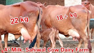 Sahiwal cow 22 kg milk capacity Sahiwal cow Dairy Farm Sri Ganganagar