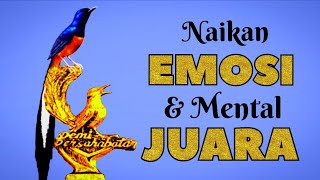 NAIKAN EMOSI \u0026 MENTAL JUARA .. khusus untuk PEMASTERAN burung murai KESAYANGAN ANDA #muraijuara