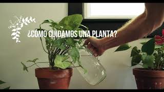 CUIDADO DE LAS PLANTAS | ¿Cómo CUIDAR las PLANTAS?