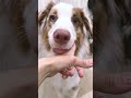 『バーン！』を避ける犬が名演技すぎる😂w【ボーダーコリー・オーストラリアンシェパード】 shorts dog