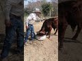 no puedes dejar de ver este video de pilo chistes 20 chistes naturales en su rancho en su casa