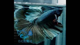 10/4【DC短鯛坊】古銅色半月公鬥魚 No.S200