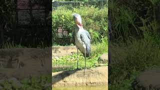 Shoebill Sasa … Yawn and Clattering