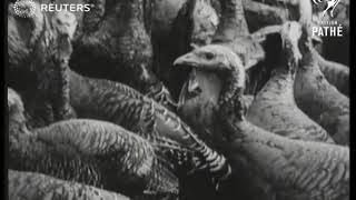 Norfolk: Turkeys arriving for auction at Attleborough Market: (1928)