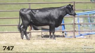 47th CowPower Lot 15