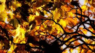 George Eliot / Mary Ann Evans: Delicious autumn!