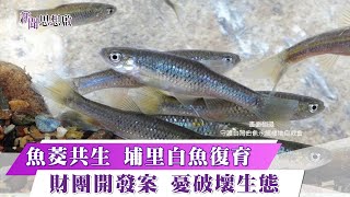 《新聞思想啟》 南投埔里白魚故鄉 一新社區魚筊共生 返鄉青農復育有成 有機無毒生態導覽 第144集-Part2