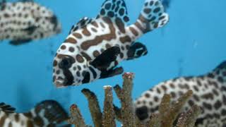 fishes swimming underwater in an aquarium - Sea life Free Stock Video Footage