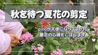 【pinoの庭】夏の鉢花を秋に向けて剪定、お手入れをして行きます。ガザニアの切り戻しと共にわんこがいなくなって２ヶ月の心境を話します。ネガティブが苦手だという方は、飛ばしてね！#ガーデニングvlog