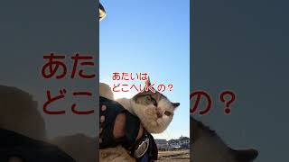 連行されるココちゃん130s2 #shorts #野良猫  #cat