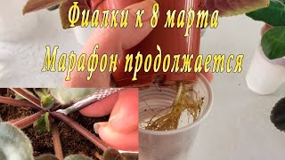 Фиалки к 8 марта. Марафон. 3 часть