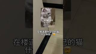 精彩Video