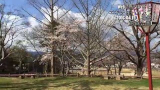 秋田県湯沢市前森公園 2016　桜の様子(2016.04.19)