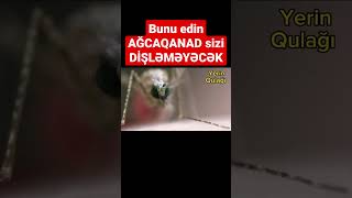 Bunu edin AĞCAQANAD sizi DİŞLƏMƏYƏCƏK