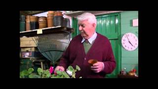 Peter teaches you how to take a pelargonium cutting - Peter's Project