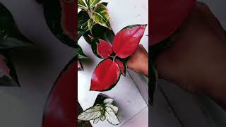 അടിപൊളി കോമ്പോ അങ്ങളോനിമ 780 rs # shorts #indoorplants #subscribemychannel