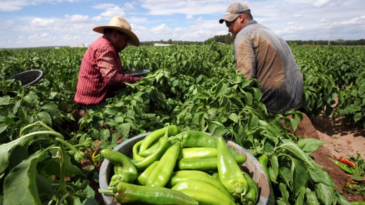 DESARROLLO DE LOS CAMPOS Y DE LA AGRICULTURA EN MÉXICO DE MANERA ...