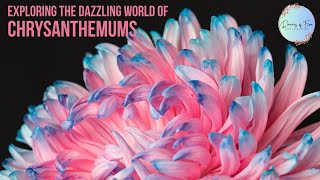 Exploring the Dazzling World of Chrysanthemums: A Guide to Different Types and Varieties