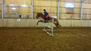 Jumping with a Finnhorse Ulvin Kamu 1.2.2015