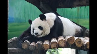 20221125 歲月靜好同入睡 團圓仔寶缺一位(早餐) Giant Panda Yuan Yuan \u0026 Yuan Bao, Yuan Zai