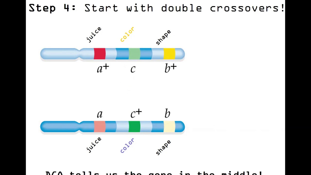 Genetic Mapping Part 3 - Three Point Testcross - YouTube