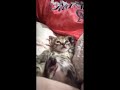 Best cute Cats and dogs Amazing Viral videos #888XXc