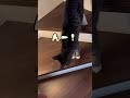 朝から鳴き声が可愛すぎるサンタくん😻 cat 猫 保護猫 癒し