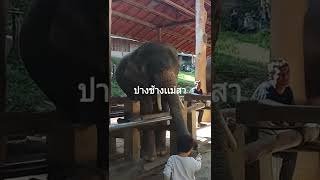 ปางช้างเเม่สา เชียงใหม่