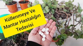 Küllenme Ve Mantar Hastalığa Mucize Tedavi 🌺 Çiçek Coşturan Çiçek Bakımı