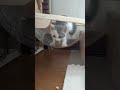 毛玉ボールで游ぶ仔猫